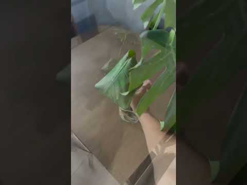 Conjunto Sala de Jantar Mesa Tampo de Madeira 8 Cadeiras Rustic/Preto Marisa Madesa